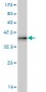 CDC42BPA Antibody (monoclonal) (M01)