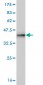 CDC42BPA Antibody (monoclonal) (M01)