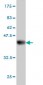 CDC42EP2 Antibody (monoclonal) (M01)