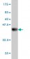 CDC42EP2 Antibody (monoclonal) (M01)