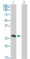 CDC42EP2 Antibody (monoclonal) (M01)