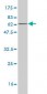 CDCA3 Antibody (monoclonal) (M10)