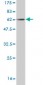 CDCA3 Antibody (monoclonal) (M11)