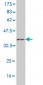 CDH11 Antibody (monoclonal) (M01)