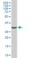 CDK4 Antibody (monoclonal) (M04)