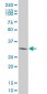 CDK4 Antibody (monoclonal) (M09)