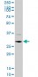 CDK4 Antibody (monoclonal) (M09)