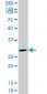 CDK4 Antibody (monoclonal) (M09)