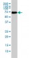 CDK5RAP3 Antibody (monoclonal) (M01)