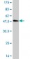 CDK6 Antibody (monoclonal) (M01)