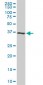 CDK6 Antibody (monoclonal) (M01)