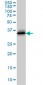 CDK6 Antibody (monoclonal) (M01)