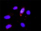 CDK6 Antibody (monoclonal) (M01)