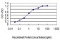 CDKL4 Antibody (monoclonal) (M01)