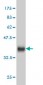 CDKL4 Antibody (monoclonal) (M01)