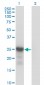 CDKN1B Antibody (monoclonal) (M01)