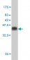 CDX4 Antibody (monoclonal) (M06)