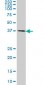 CDX4 Antibody (monoclonal) (M06)