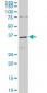 CDX4 Antibody (monoclonal) (M06)