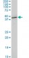 CDX4 Antibody (monoclonal) (M06)