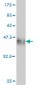 CDX4 Antibody (monoclonal) (M08)