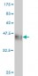 CDX4 Antibody (monoclonal) (M08)