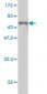 CEBPE Antibody (monoclonal) (M01)