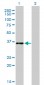 CEBPE Antibody (monoclonal) (M01)