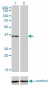 CEBPE Antibody (monoclonal) (M01)