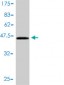 CEBPG Antibody (monoclonal) (M01)