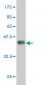 CENTB2 Antibody (monoclonal) (M01)