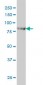 CENTB2 Antibody (monoclonal) (M01)