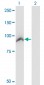 CENTB2 Antibody (monoclonal) (M01)