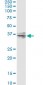 CER1 Antibody (monoclonal) (M04)