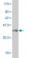 CER1 Antibody (monoclonal) (M12)