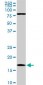 CFL1 Antibody (monoclonal) (M04)