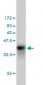 CFLAR Antibody (monoclonal) (M01)