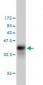 CFLAR Antibody (monoclonal) (M01)