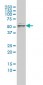 CFLAR Antibody (monoclonal) (M01)