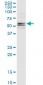 CFLAR Antibody (monoclonal) (M01)