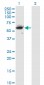 CFLAR Antibody (monoclonal) (M01)