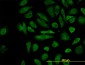 CFLAR Antibody (monoclonal) (M01)