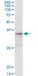 CGREF1 Antibody (monoclonal) (M01)