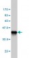 CGREF1 Antibody (monoclonal) (M01)