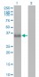 CGREF1 Antibody (monoclonal) (M01)