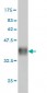 CHAF1A Antibody (monoclonal) (M02)
