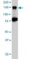 CHAF1A Antibody (monoclonal) (M02)