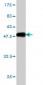 CHD4 Antibody (monoclonal) (M01)