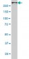 CHD4 Antibody (monoclonal) (M01)