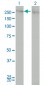 CHD4 Antibody (monoclonal) (M01)